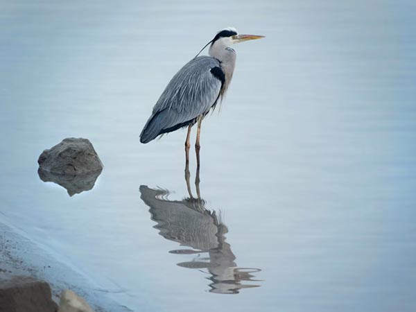 ‘Great blue heron standing in water’ - Ema Pandrc
