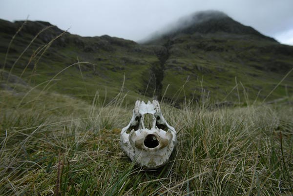 ‘A skull in the grass on the mountain’ - Chris J Walker
