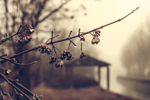 Rain, Fog, Tree, Bud, Branch & Forest - Public Domain Images