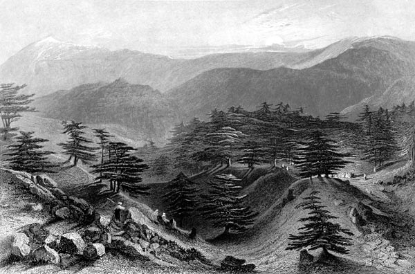 Cedars of Lebanon