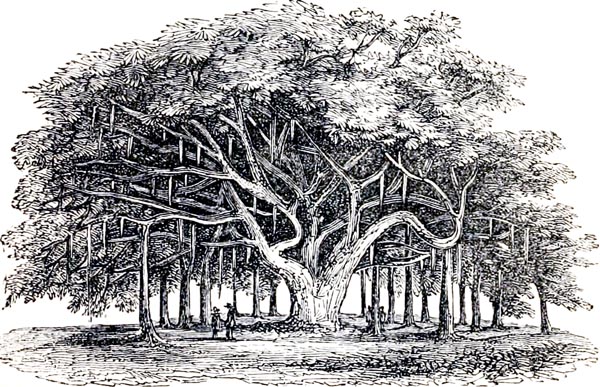 The Banyan-tree, or Indian Fig (Ficus Indica)