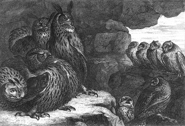 Owls in a Cave