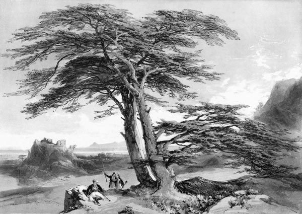Cedars of Lebanon, 1841, James Duffield Harding