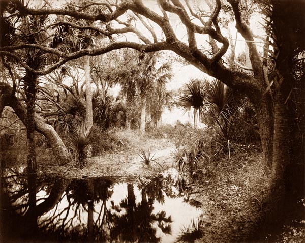 Live Oaks and Palmetto, Everglades, Florida