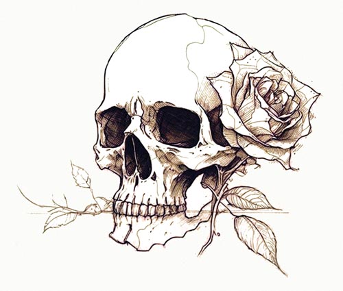Skull with a rose